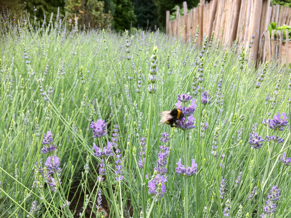 Lavendel-copyright-BGR-1